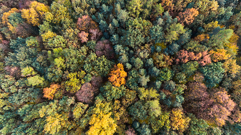 Veduta aerea del bosco in autunno sul Montello