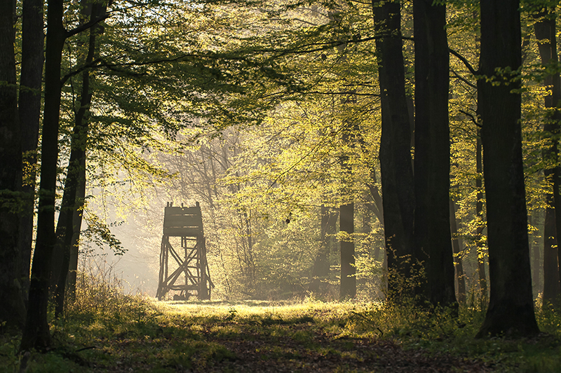 Un capanno da caccia nel fitto del bosco