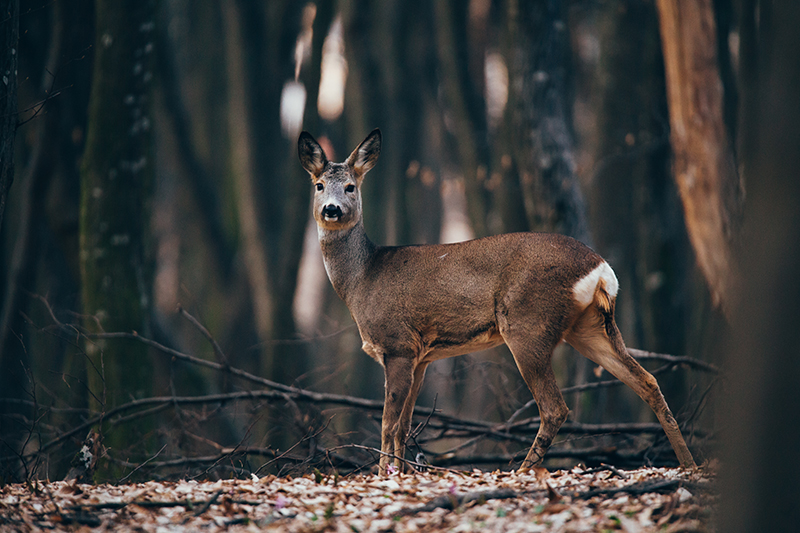 Capriolo femmina in un bosco autunnale