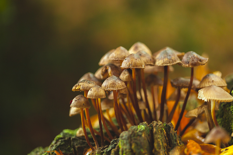 Ceppo di funghi in un bosco