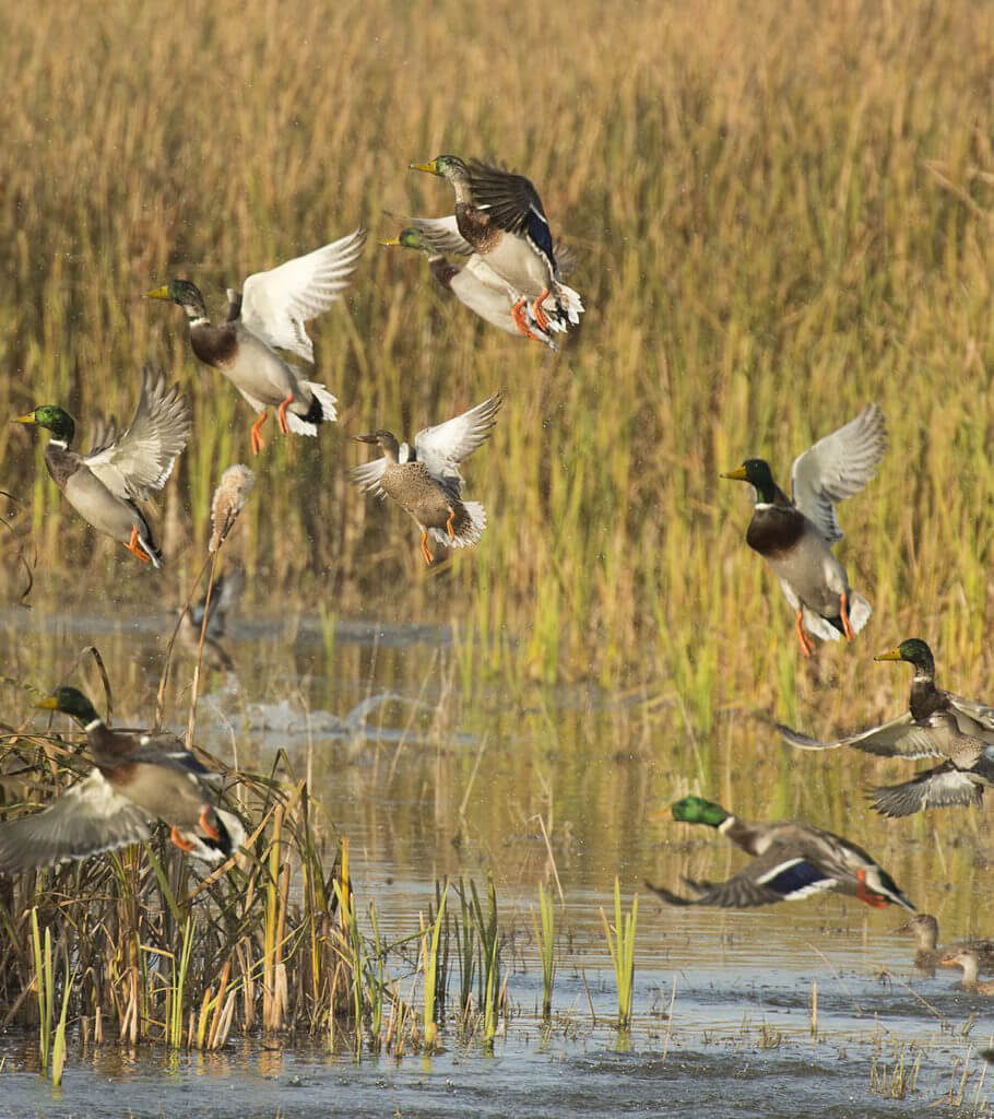 Uccelli Acquatici Divieto Uso Del Piombo Zone Umide