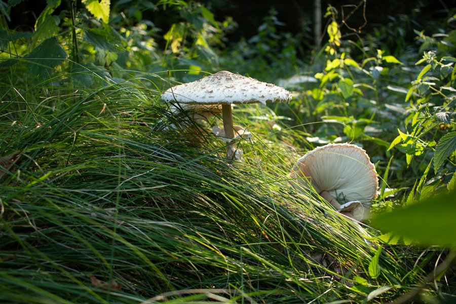 La raccolta funghi in sicurezza